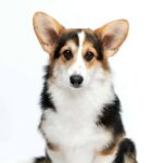 Watson-male-Corgi-puppy-for-sale-2