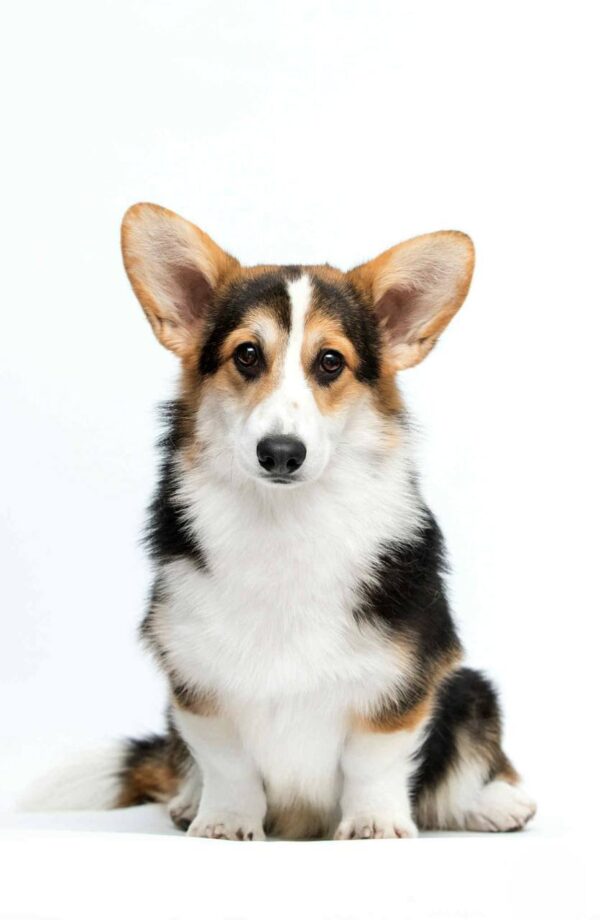 Watson Welsh Corgi Watson Welsh Corgi