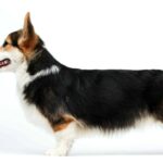Watson-male-Corgi-puppy-for-sale-3
