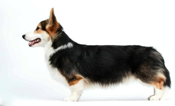 Watson Welsh Corgi Watson Welsh Corgi