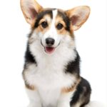 Watson-male-Corgi-puppy-for-sale-4
