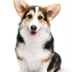 Watson Welsh Corgi Watson Welsh Corgi