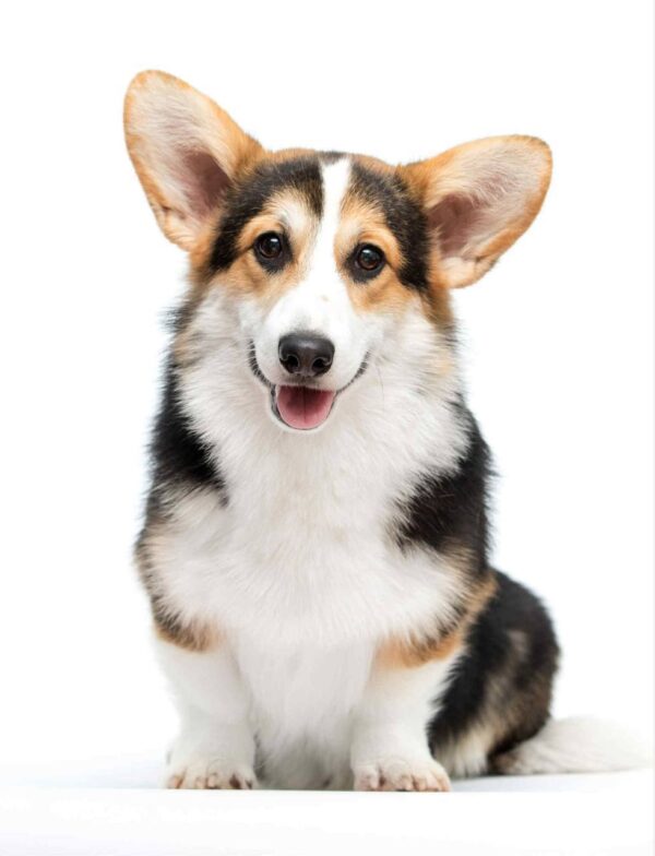 Watson Welsh Corgi Watson Welsh Corgi