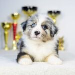 Wazriel-male-MAS-puppy-for-sale-1