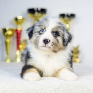 Wazriel Miniature American Shepherd Wazriel Miniature American Shepherd