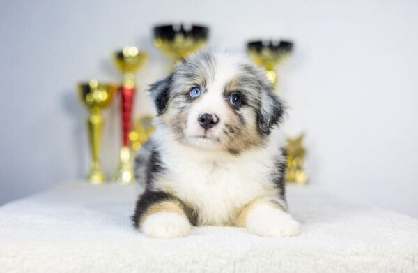 Wazriel Miniature American Shepherd Wazriel Miniature American Shepherd
