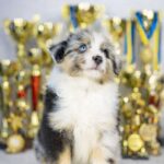 Wazriel-male-MAS-puppy-for-sale-2