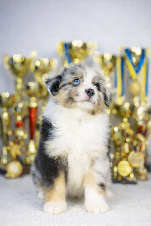 Wazriel Miniature American Shepherd Wazriel Miniature American Shepherd