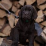 Weiss-male-Labrador-Retriever-puppy-for-sale-1
