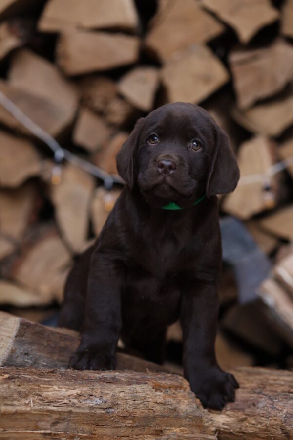 Weiss Labrador Retriever Weiss Labrador Retriever