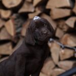 Weiss-male-Labrador-Retriever-puppy-for-sale-2