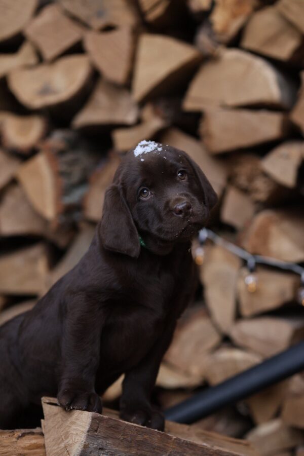 Weiss Labrador Retriever Weiss Labrador Retriever