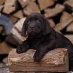 Weiss-male-Labrador-Retriever-puppy-for-sale-3