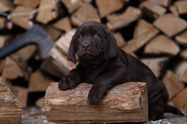 Weiss Labrador Retriever Weiss Labrador Retriever