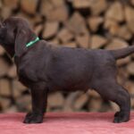 Weiss-male-Labrador-Retriever-puppy-for-sale-4