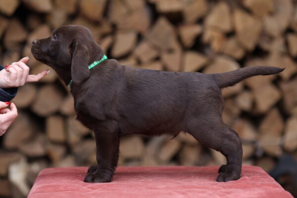 Weiss Labrador Retriever Weiss Labrador Retriever