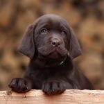 Weiss-male-Labrador-Retriever-puppy-for-sale-5
