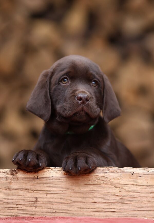 Weiss Labrador Retriever Weiss Labrador Retriever