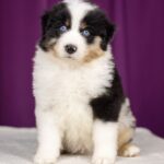 Wendelin-male-MAS-puppy-for-sale-1