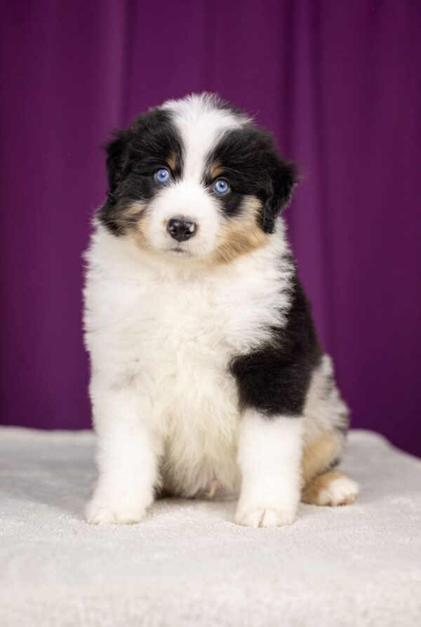 Wendelin Miniature American Shepherd Wendelin Miniature American Shepherd