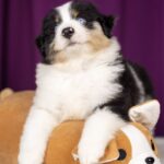 Wendelin-male-MAS-puppy-for-sale-2