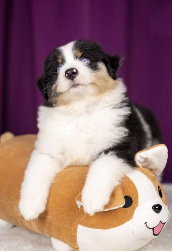 Wendelin Miniature American Shepherd Wendelin Miniature American Shepherd
