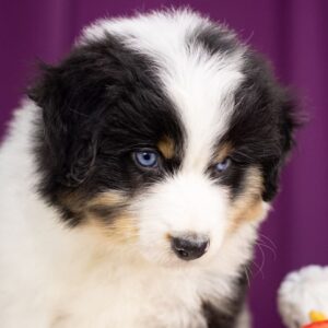 Wendelin Miniature American Shepherd Wendelin Miniature American Shepherd
