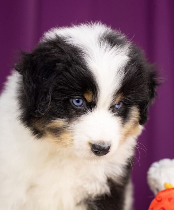 Wendelin Miniature American Shepherd Wendelin Miniature American Shepherd