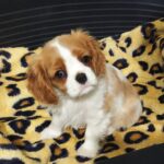 Wendy-female-CKC-puppy-for-sale- (1)