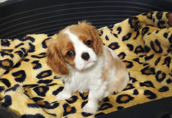 Wendy Cavalier King Charles Spaniel Wendy Cavalier King Charles Spaniel