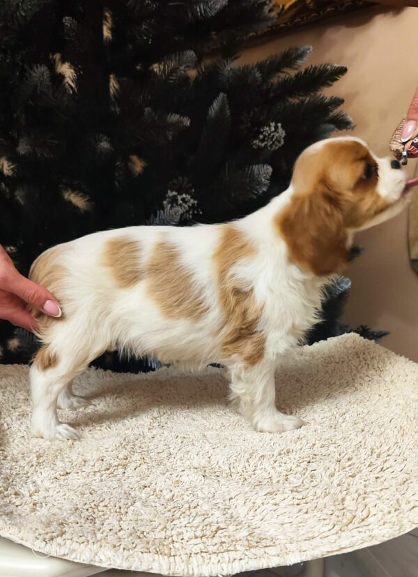 Wendy Cavalier King Charles Spaniel Wendy Cavalier King Charles Spaniel