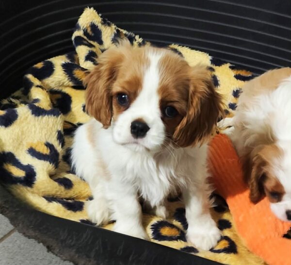 Wendy Cavalier King Charles Spaniel Wendy Cavalier King Charles Spaniel