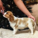 Wendy-female-CKC-puppy-for-sale- (4)