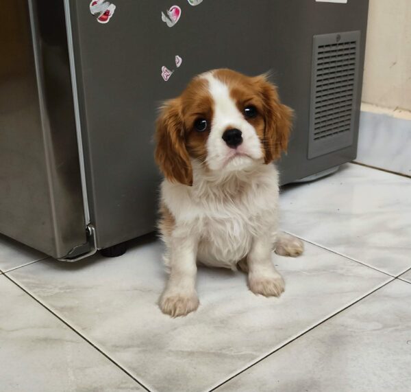 Wendy Cavalier King Charles Spaniel Wendy Cavalier King Charles Spaniel