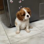Wendy-female-CKC-puppy-for-sale- (6)