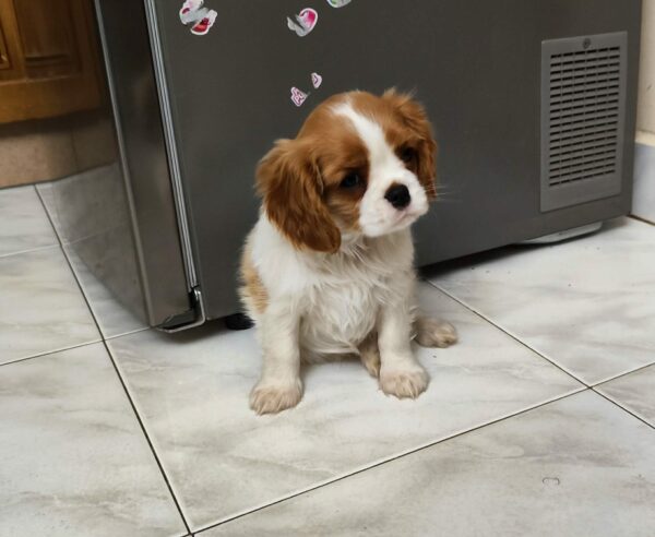 Wendy Cavalier King Charles Spaniel Wendy Cavalier King Charles Spaniel