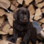 West-male-Labrador-Retriever-puppy-for-sale-1