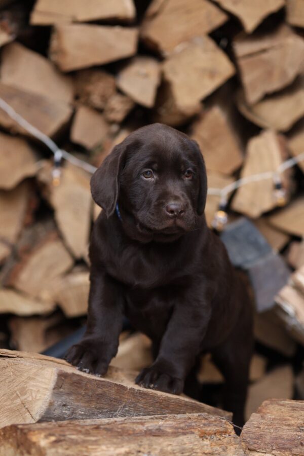 West Labrador Retriever West Labrador Retriever