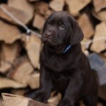 West-male-Labrador-Retriever-puppy-for-sale-2