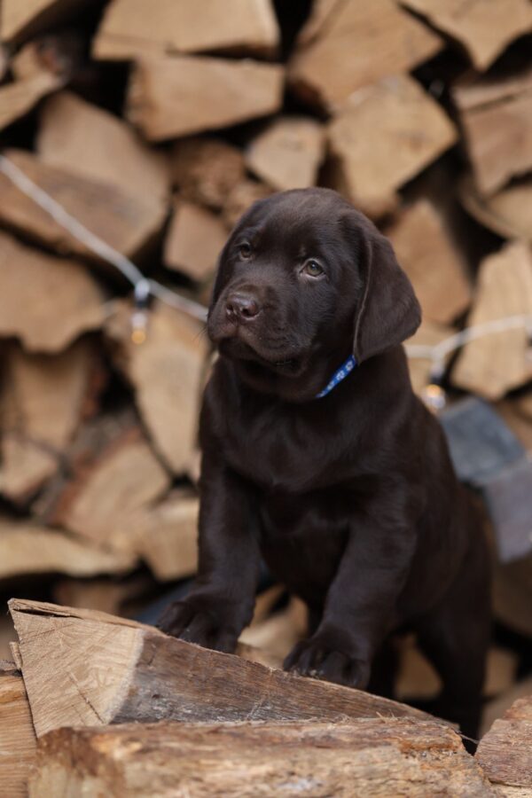 West Labrador Retriever West Labrador Retriever