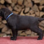 West-male-Labrador-Retriever-puppy-for-sale-3