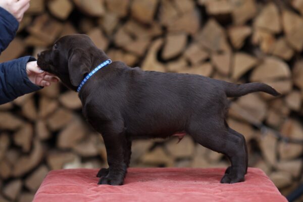 West Labrador Retriever West Labrador Retriever