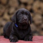 West-male-Labrador-Retriever-puppy-for-sale-4