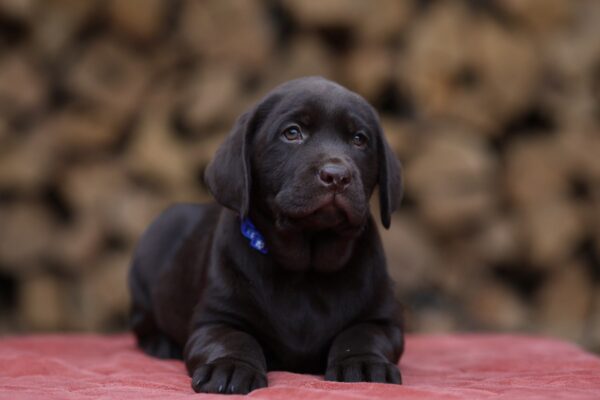 West Labrador Retriever West Labrador Retriever