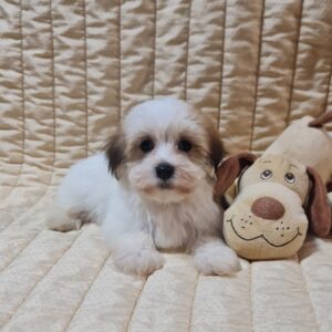 Fenechka Havanese Fenechka Havanese