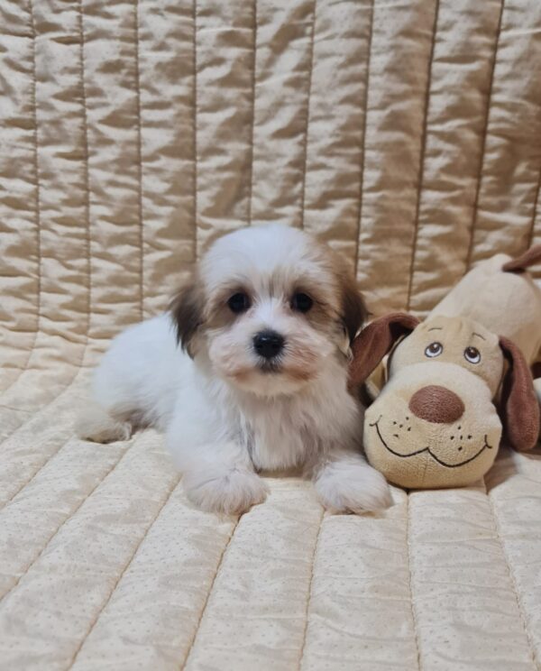 Fenechka Havanese Fenechka Havanese