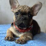Winter-male-french-bulldog-puppy-for-sale-1 (1)