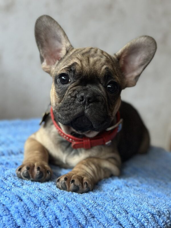 Winter French Bulldog Winter French Bulldog
