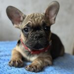 Winter-male-french-bulldog-puppy-for-sale-1 (2)