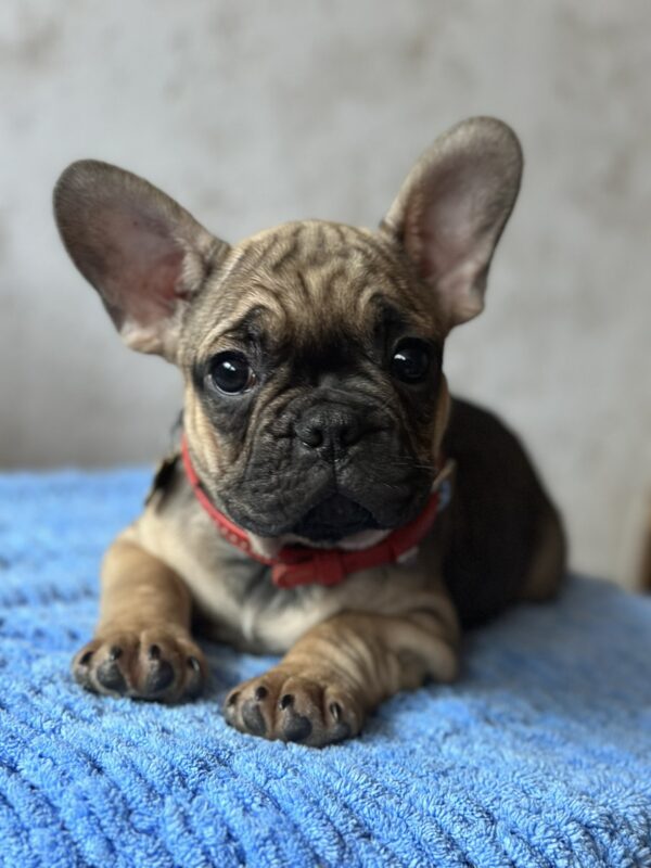 Winter French Bulldog Winter French Bulldog